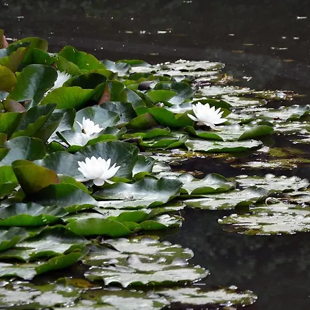 L'etang Du Sabotier Seloignes